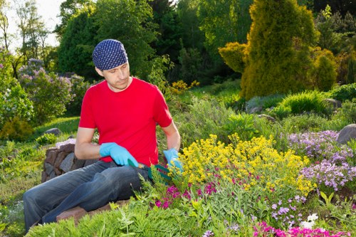Healthy, well-maintained garden hedges