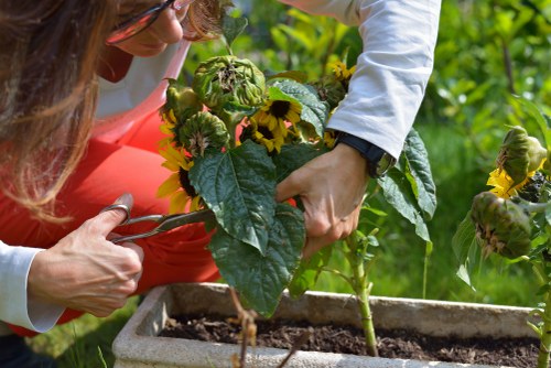 Seasonal planting in a Mottingham garden