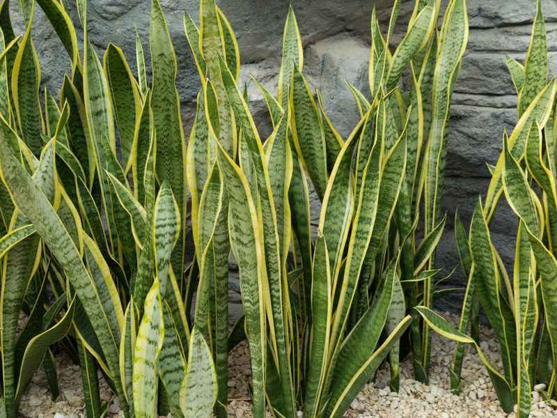 Embrace Serenity with Top Picks for Tall Potted Privacy Plants