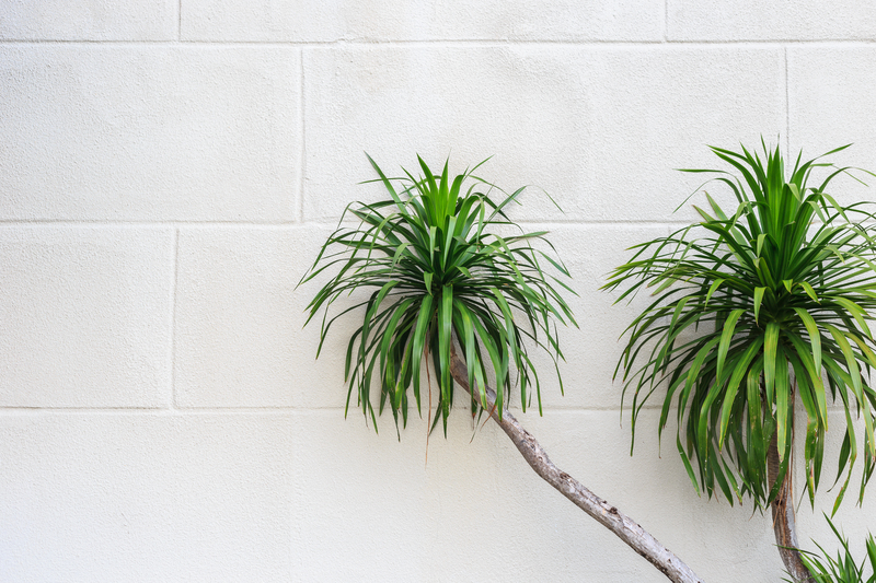 Embrace Serenity with Top Picks for Tall Potted Privacy Plants